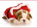 Christmas pup