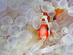 Clown fish