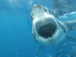 Great White Shark!