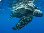 Leatherback sea turtle