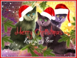 â™¥ Christmas Cats â™¥