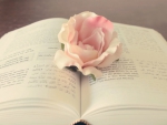Book and Pink Rose