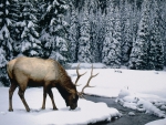 Elk in the Snow!