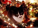 Christmas cat