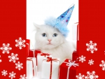 Christmas cat