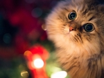 Christmas cat