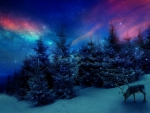 \\\'Christmas Forest\\\'