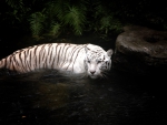 Stunning White Tiger!