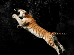 Tiger Leaping for a Bird!
