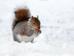 Squirrel in Snow!