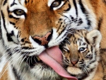 Tiger Affection!
