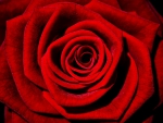 Red Rose!