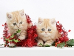 Christmas kittens