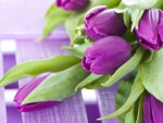 purple tulips