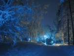 Winter Forest at Night!