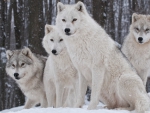 white wolves pack