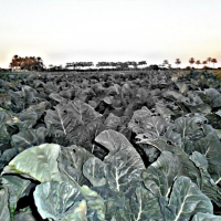 vegetable in pakistan