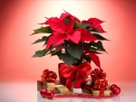 Christmas flower