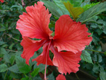 Big Red Flower