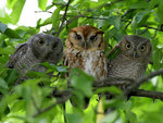 Screech Owls