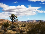 Joshua Tree National Park
