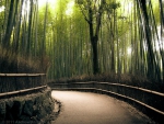 Bamboo Path