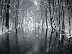 Snowy Forest