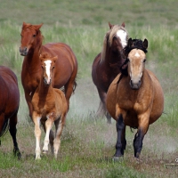 Mustang Mares and Foals