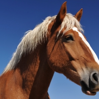 Belgian Horse