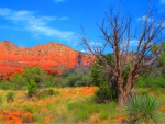Red rock arizona