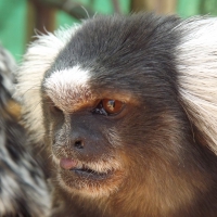 Common Marmoset Sticking Their Tongue Out