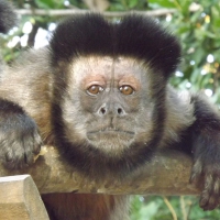 Brown Capuchin looking At the Camera
