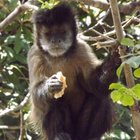 Brown Capuchin Eating A Piece of Bread