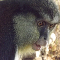 Mona Monkey Side On Startled Expression