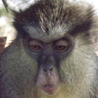 Mona Monkey Straight on Pose