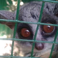 Cute Female Bushbaby Looking At Camera