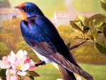 Painted Swallow