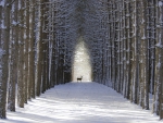 *** Deer in winter forest ***