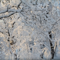 Trees Dressed In Snow