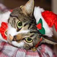 Santa Kitty