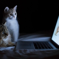Cats watching laptop