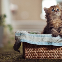 Kitten in a basket