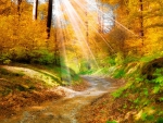 amazing sunrays in the forest