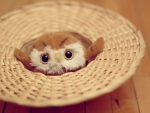 Nest for an owl toy