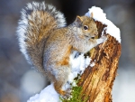 *** Squirrel and snow ***