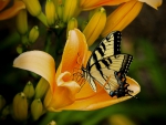 Butterfly on Flower!