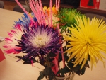 Rainbow Chrysanthemum