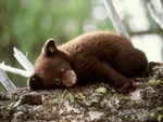 Bear cub