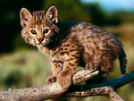 Bobcat Kitten