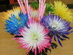 Pretty bunch of Chrysanthemums